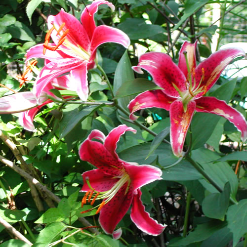 Lilium Kansas
